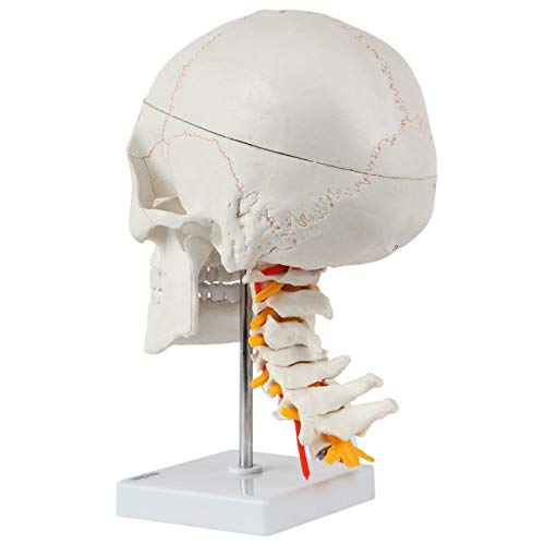 Axis Scientific 3 Part Human Skull and Cervical Vertebrae with 8 Part Brain