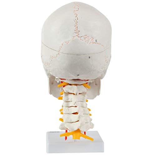Axis Scientific 3 Part Human Skull and Cervical Vertebrae with 8 Part Brain