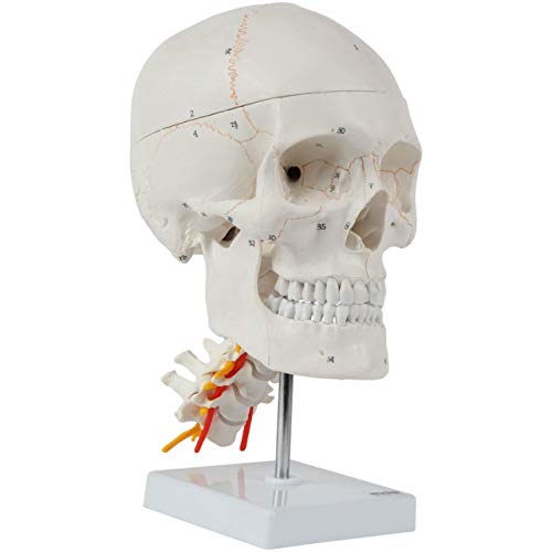 Axis Scientific 3 Part Human Skull and Cervical Vertebrae with 8 Part Brain