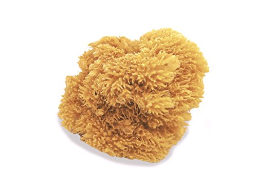 Unbleached Natural Sea Sponges for Artists 2pk, 5"-5.5", Painting & Crafts