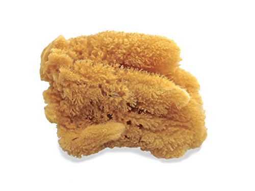 Unbleached Natural Sea Sponges for Artists 2pk, 5"-5.5", Painting & Crafts
