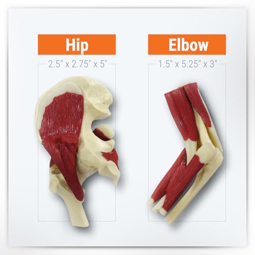 GPI Anatomicals Mini-Muscled Joint Model Set, Shoulder, Knee, & Elbow Joint - style: Mini-Muscled Joint Set