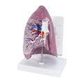 GPI Anatomicals Lung Model - style: Lung Model
