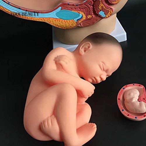TDOUBEAUTY Medical Anatomical Pregnant Human Female Pelvis with Pregnancy 9 Months Baby Fetus Model Life Size with Removable Organs, 4-Parts, Hand Painted