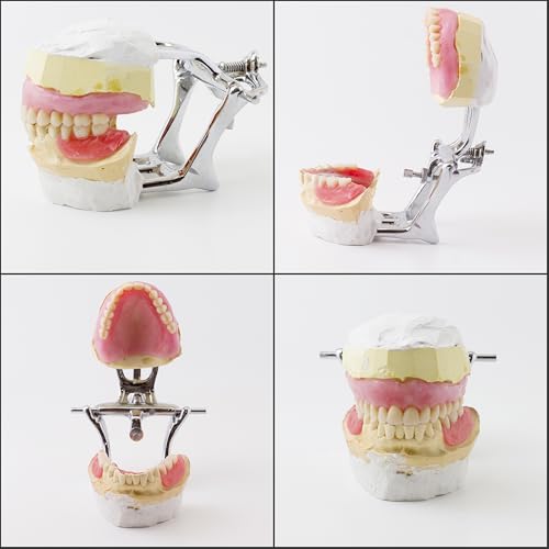 Dental Articulator Clamp Laboratory Instruments Adjustable Equipment Denture Articulator (1, Small Low Arch) - size: SMALL LOW ARCH