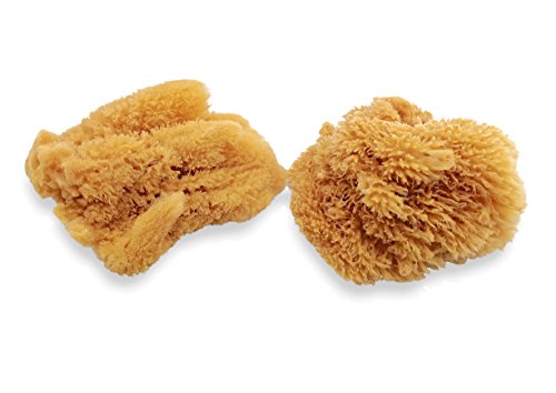 Unbleached Natural Sea Sponges for Artists 2pk, 5"-5.5", Painting & Crafts