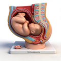 TDOUBEAUTY Medical Anatomical Pregnant Human Female Pelvis with Pregnancy 9 Months Baby Fetus Model Life Size with Removable Organs, 4-Parts, Hand Painted