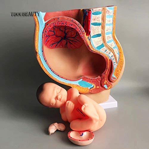 TDOUBEAUTY Medical Anatomical Pregnant Human Female Pelvis with Pregnancy 9 Months Baby Fetus Model Life Size with Removable Organs, 4-Parts, Hand Painted