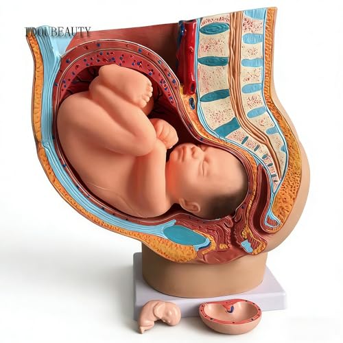 TDOUBEAUTY Medical Anatomical Pregnant Human Female Pelvis with Pregnancy 9 Months Baby Fetus Model Life Size with Removable Organs, 4-Parts, Hand Painted