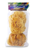Unbleached Natural Sea Sponges for Artists 2pk, 5"-5.5", Painting & Crafts