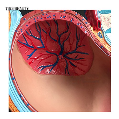 TDOUBEAUTY Medical Anatomical Pregnant Human Female Pelvis with Pregnancy 9 Months Baby Fetus Model Life Size with Removable Organs, 4-Parts, Hand Painted