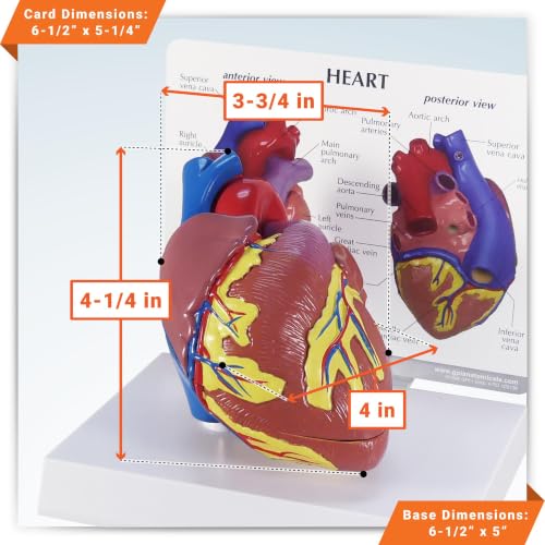 GPI Anatomicals Heart Model - style: Heart Model