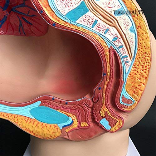 TDOUBEAUTY Medical Anatomical Pregnant Human Female Pelvis with Pregnancy 9 Months Baby Fetus Model Life Size with Removable Organs, 4-Parts, Hand Painted