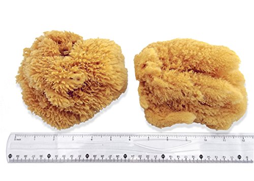 Unbleached Natural Sea Sponges for Artists 2pk, 5"-5.5", Painting & Crafts