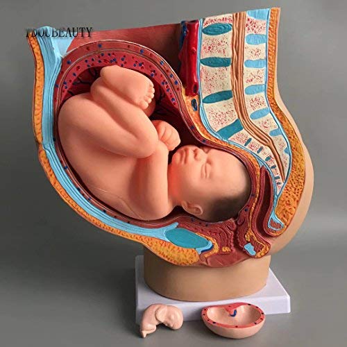 TDOUBEAUTY Medical Anatomical Pregnant Human Female Pelvis with Pregnancy 9 Months Baby Fetus Model Life Size with Removable Organs, 4-Parts, Hand Painted