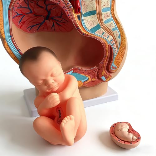 TDOUBEAUTY Medical Anatomical Pregnant Human Female Pelvis with Pregnancy 9 Months Baby Fetus Model Life Size with Removable Organs, 4-Parts, Hand Painted